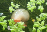 Ivory Mystery Snail Juveniles