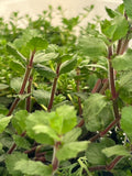 Hygrophila Difformis 'Water Wisteria'