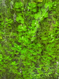 Rotala Green