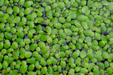 Giant Duckweed