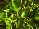 Gotu Kola Plant