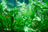 Windelov Java Fern