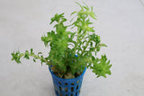 Tonina Fluviatilis