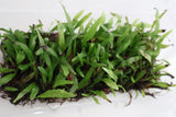 Rare Micro Java Fern