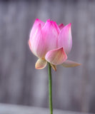 Assorted Pink Lotus Tubers and Runners