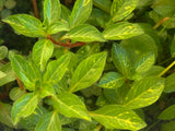 Ludwigia Atlantis