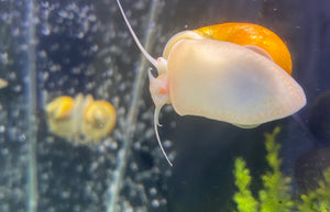 Golden Mystery Snail