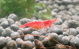 Red Cherry Shrimp