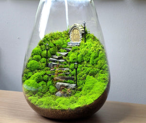 Live moss Terrarium moss in sandwich bag 15cmx12cm