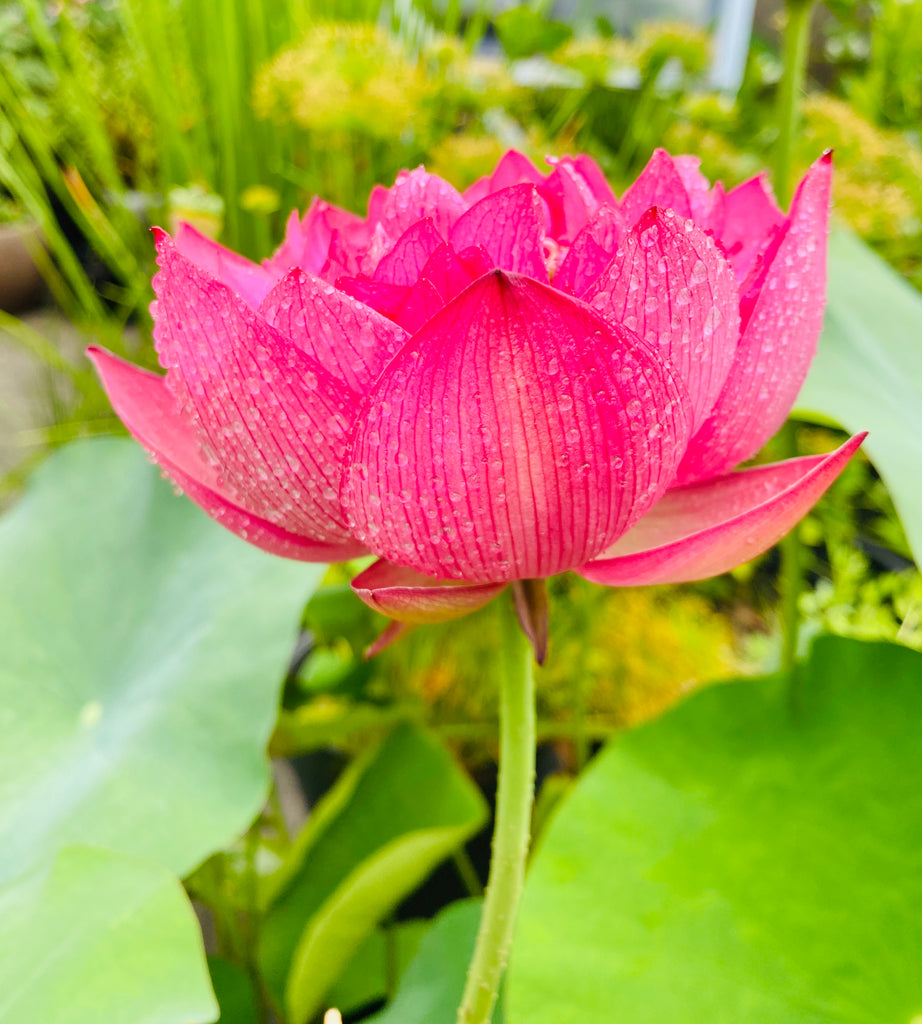 Big Lotus Tubers and Runners random Colour (white、pink)