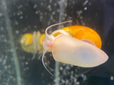 Large Golden Mystery Snail