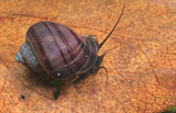 Purple Mystery Snails