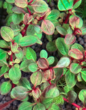 Lobelia Cardinalis Mini