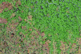 Pearlweed "Pearl Grass"