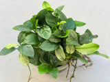 Anubias Pinto