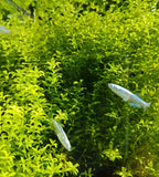 Pearlweed "Pearl Grass" - photo 2