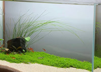 Tall Hairgrass
