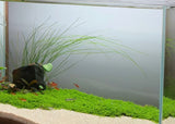 Tall Hairgrass