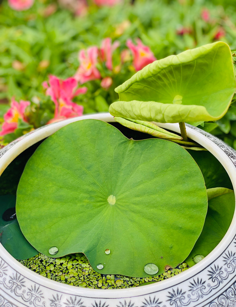 lotus plant pots Sprouted Bowl Lotus Seeds