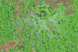 Pearlweed "Pearl Grass"