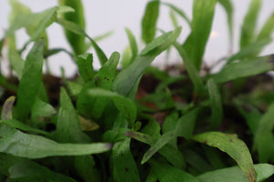 Rare Micro Java Fern