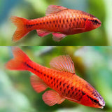 Cherry Barb 3CM