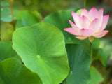 Assorted Pink Lotus Tubers and Runners