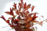 Ludwigia Glandulosa