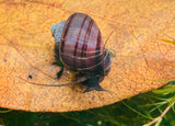 Purple Mystery Snails