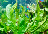 Java Fern Microsorum Pteropus