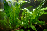 Java Fern Microsorum Pteropus