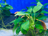 Anubias Nana Barteri