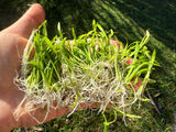 Micro Sword Lilaeopsis Brasiliensis