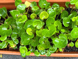 Gotu Kola Plant