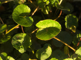 Gotu Kola Plant