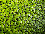 Giant Duckweed