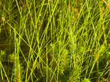 Tall Hairgrass