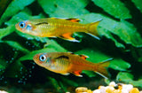 Red Neon Blue Eye Rainbowfish