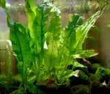 Java Fern Microsorum Pteropus