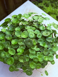 Hydrocotyle Verticillata