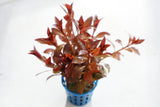 Ludwigia Glandulosa