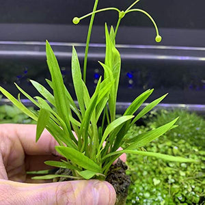 chain sword Echinodorus quadricostatus
