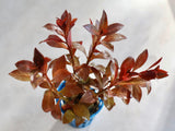 Ludwigia Glandulosa