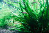 Needle Leaf Java Fern