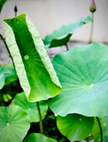 Assorted colour Lotus Tubers and Runners