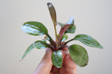 Echinodorus Red Flame Sword - photo 3