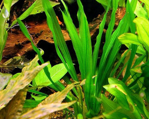 Echinodorus Horemanii