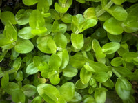 Water Hissop (Bacopa)