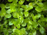 Water Hissop (Bacopa)
