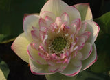 Assorted Bowl Lotus Tubers